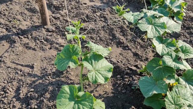 Growing CUCUMBERS  Herringbone (Part 2)