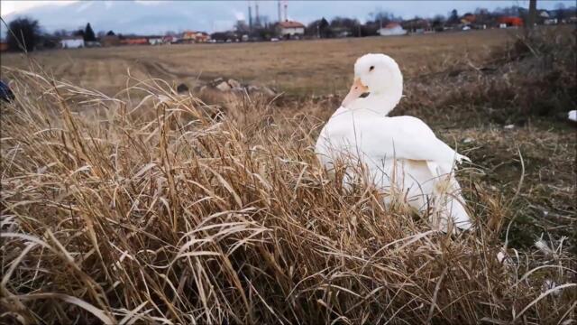 Duck is preening outside right before the storm