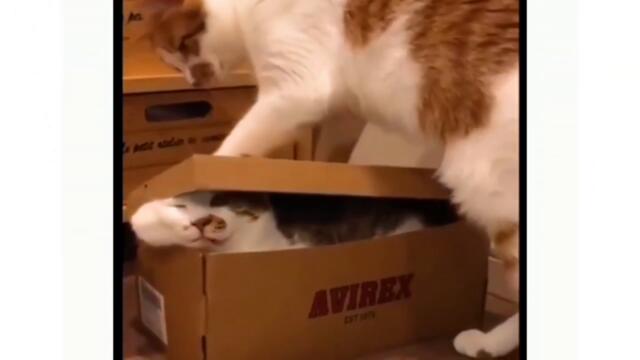 Cute Kittens Vol.13 🤩 Funny Cat Videos 2021 😹 Cute Cat Videos 2021