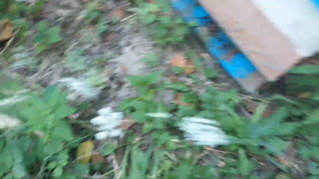 Мед от рояци