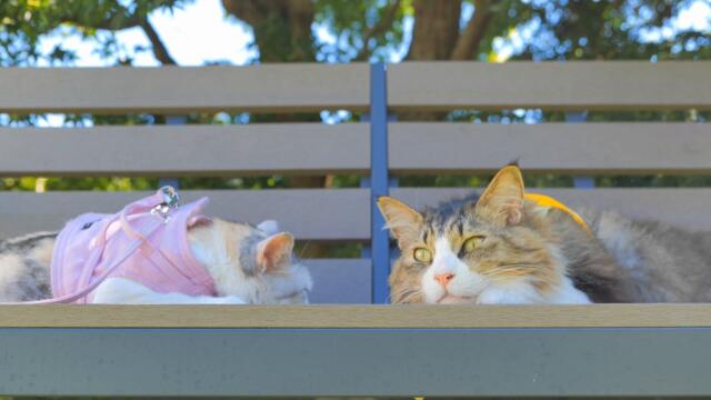 もみじの木陰でお昼寝をするネコ吉＆ボス吉