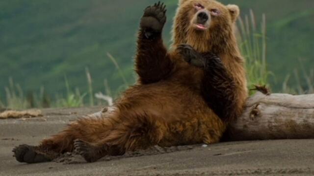 Kuchek hibrid/Кючек хибрид