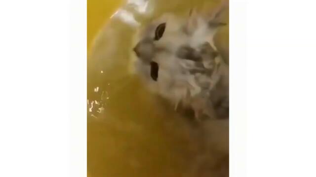 Funny Cat Videos #Vol11 😹 Funny Cat Videos 2021 🤩 Cute Cat Videos 2021