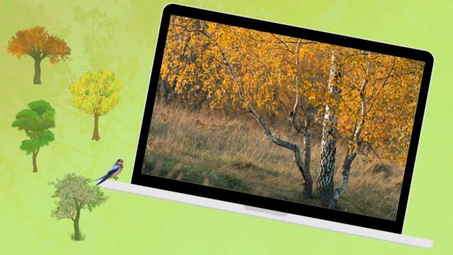 Names of trees with pictures and subtitles. Tree vocabulary in English.