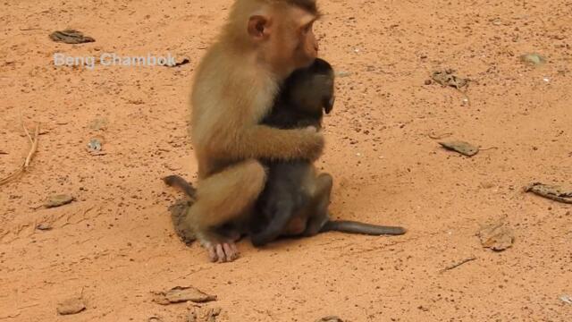 Monkey Sovana always challenges with Katy to take care baby monkey Ronnie
