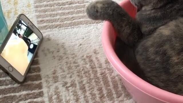 Котка се забавлява !