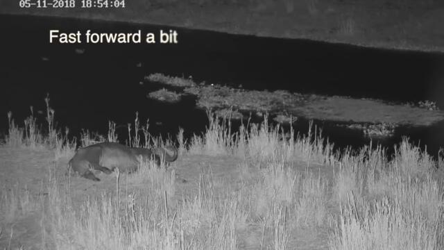 Night Crawler - The person in this video is real. He has his shirt over his head.