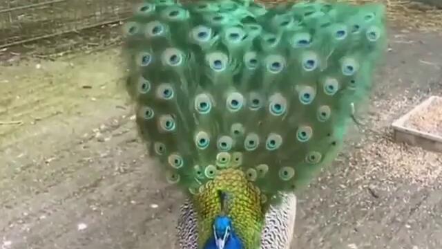 Красота с Паун !