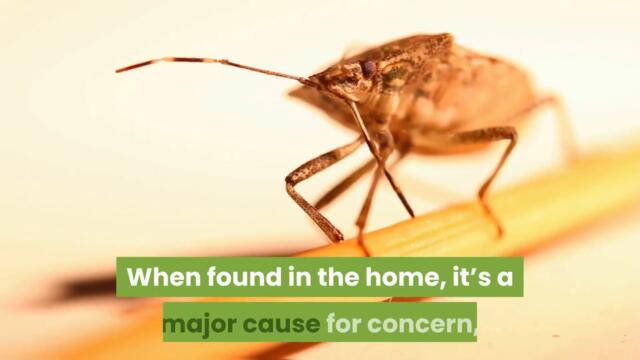 Scorpion Control Mesa