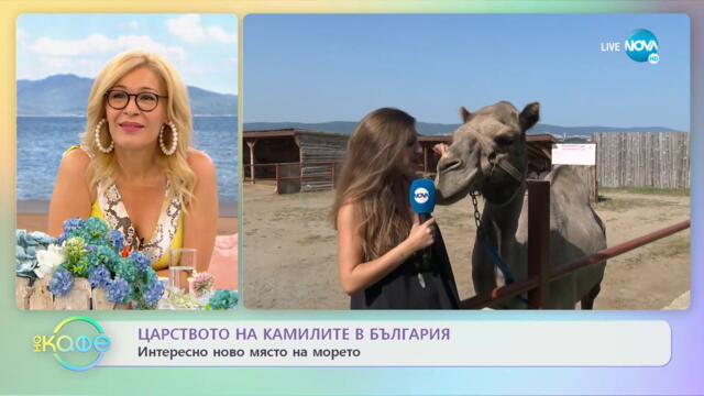 Камилите в България: Какви грижи трябва да се полагат за тях? - На кафе (30.07.2021)