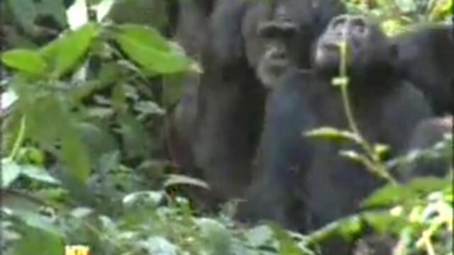 şempanze  savaşı MONKEY THE WAR