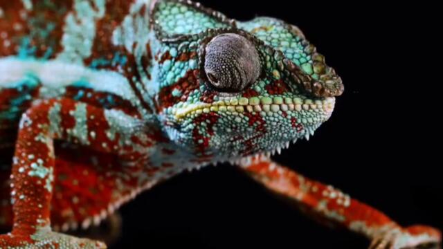 Gecko dan Cicak Cicak di Dinding | Lagu Indonesia Terpopuler Bag. 4