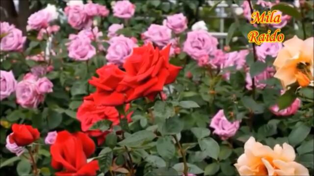 Японские Прекрасные Песни