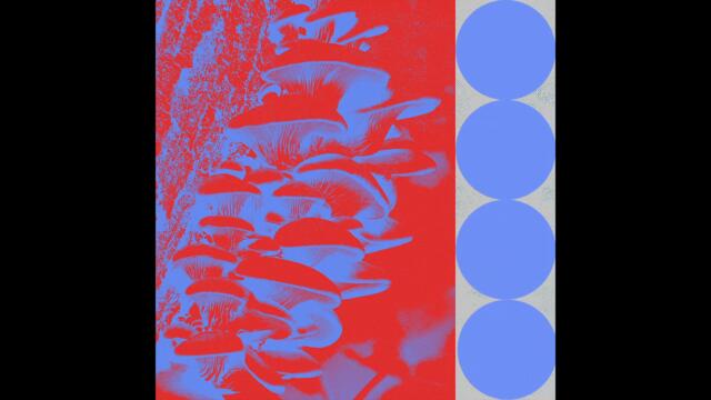 Budakid - Ringo Bingo (Nebraska Remix)