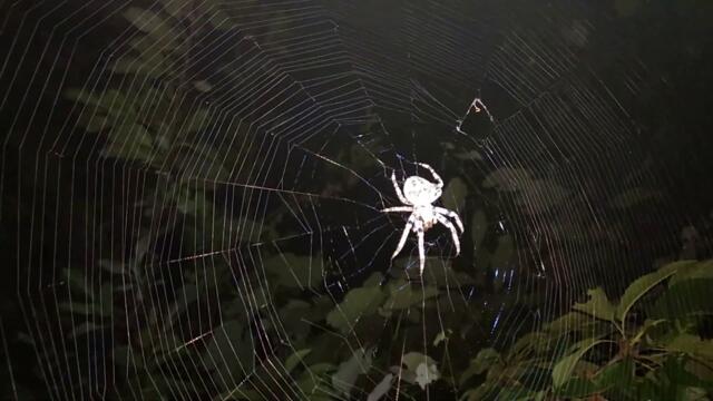 Ночь, ПАУЧИЩЕ,  черешни, ПОЛНОЛУНИЕ ...