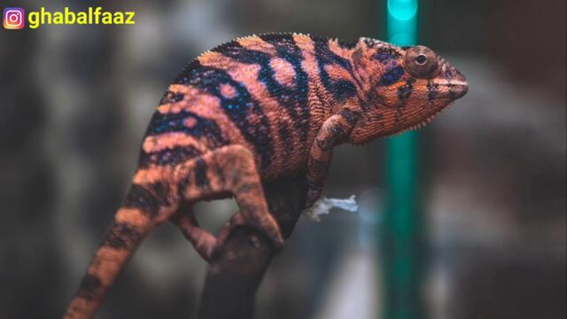 Gecko dan Cicak Cicak di Dinding | Lagu Indonesia Terpopuler Bag. 9