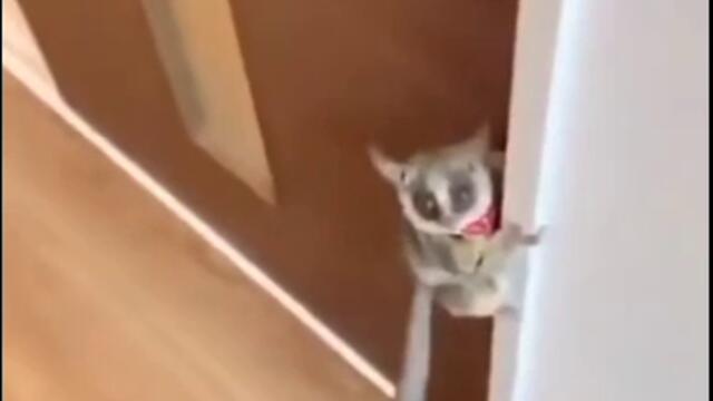 maurice_i_cant_move_it_move_it