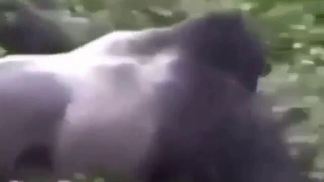 jake-the-dog-2_jmaqpbsk_J72n