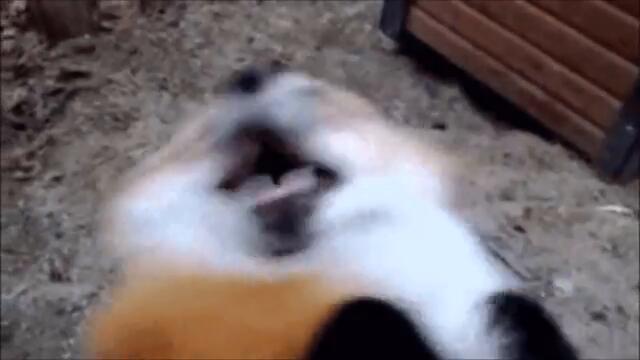 Foxes_with_animated_eyes