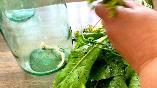 Три рецепти засолювання огірків#БабусиніРецепти#квашеніогірки#соленіогіркирецепт