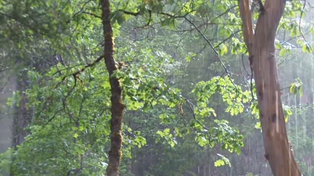 Музиката на Дъжда♛ ︵‿ 🤍 Звук на дъжд в гората ♛ ¨¨˜'°º★