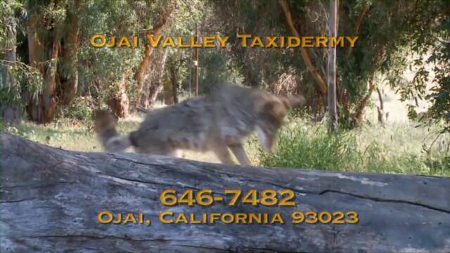 Official Ojai Valley Taxidermy TV Commercial