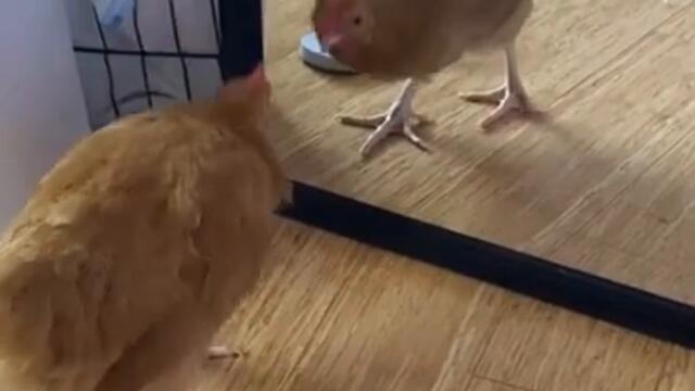 Chicken vs mirror