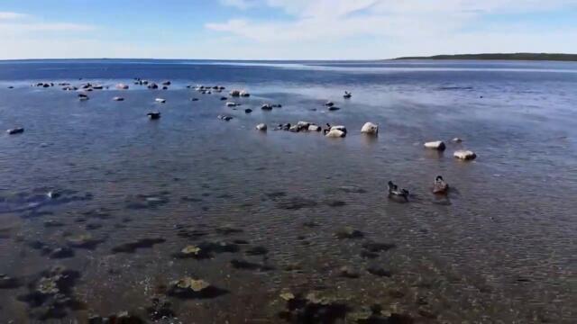Филм Соловки (Соловецки острови) на български език  - oт къде и как се добива Ламинария за Vertera!