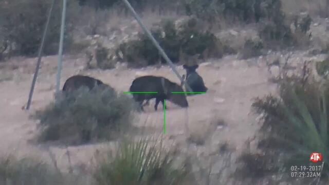 ATN X Sight II 5x20 Kills - 5 hogs down in 3 hours!