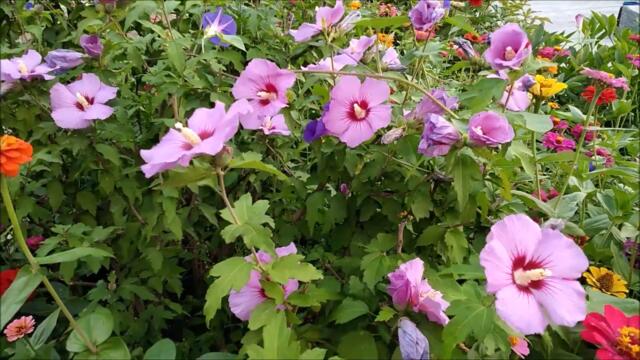 Премьера Песни на ИДИШ 🌴 MAZAL Cover Поёт Semion Obridko