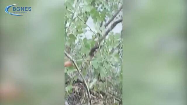 Масово недоволство сред доброволците в Югово: Държавата изобщо не помага срещу огъня