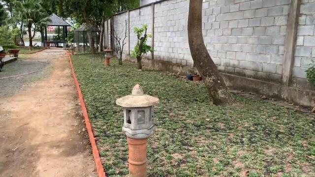 Trồng cỏ lá gừng thái lan sân vườn