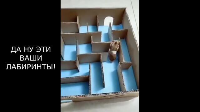 Животные приколы видео смотреть бесплатно | Приколы С Животными