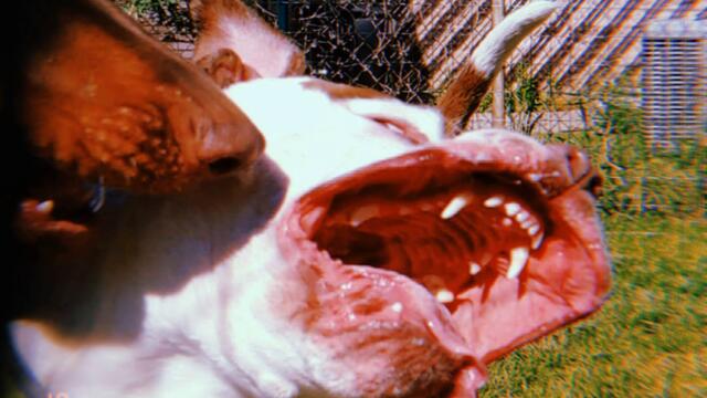 Mother Tongue / Glitter Belly