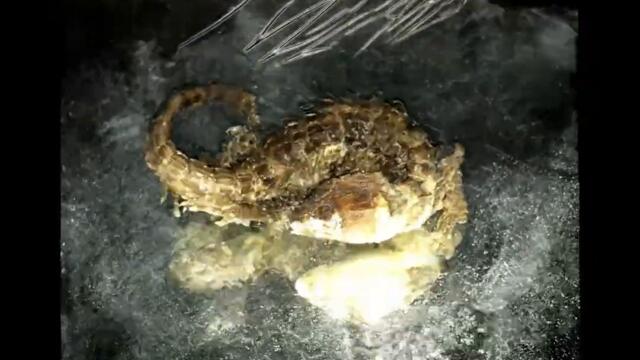 Cchhrriissttoodd - I Wizard [prod. Astrabanche]