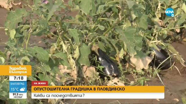 Опустошителна градушка в Пловдивско - Здравей, България (30.08.2021)