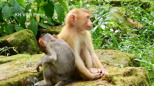 Let's go to remind poor baby monkey Rollo with member in group before he has a problem with health