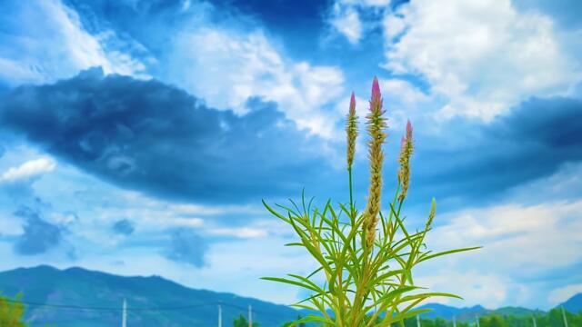 Beautiful Relaxing Music • Peaceful Piano Music . Music Of Nature, Flowers, Music To Sleep Deeply .