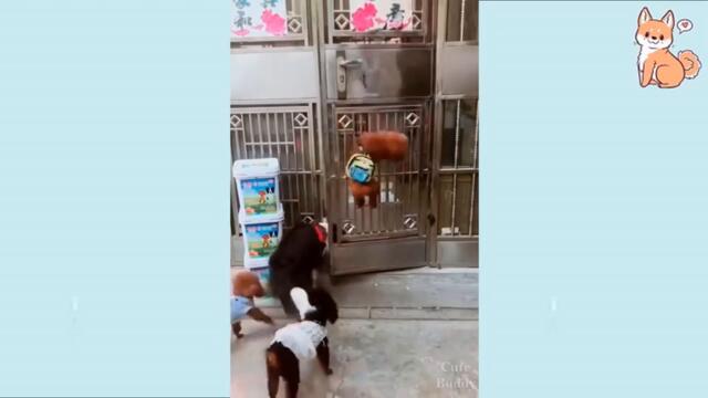 Ще умреш от смях | Компилации с животни от Тик Ток