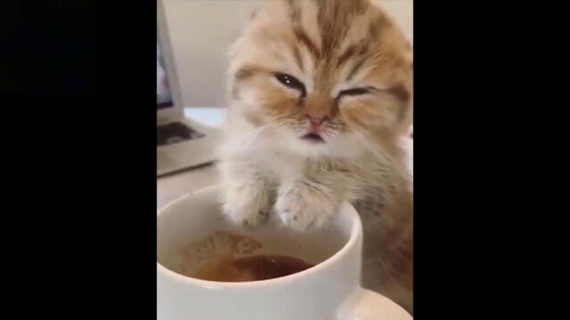 Ще умреш от смяяях :D Смешни компилации с животни