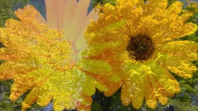 Звёзды ЭСТРАДЫ 💥 Николай Басков - АРГЕНТИНСКОЕ ТАНГО Браво! @Vinnitsa