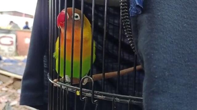 LOVEBIRD BETINA MINOR mr azis kendal