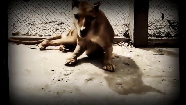 Видео с последним тасманийским тигром