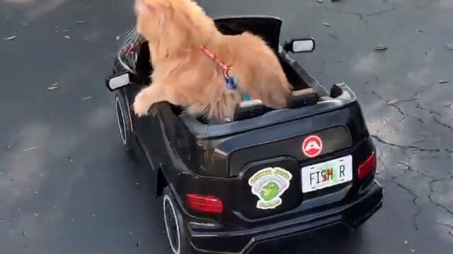 Котенце се вози в количка Video 3 !