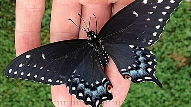 ♛ Черни пеперуди ♛ Žanamari - Crni Leptire ♛ ПРЕВОД
