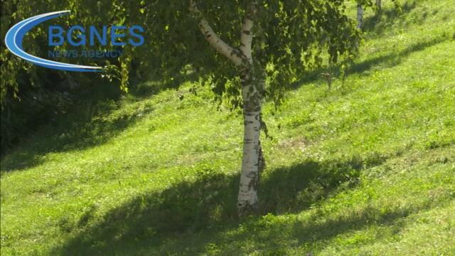 Съдове и прибори от фурнир от бреза – алтернатива на пластмасовите