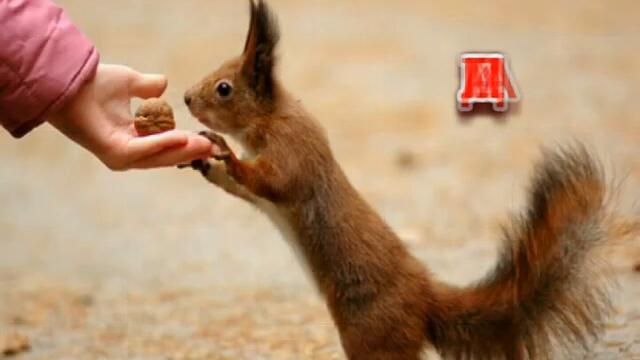 МАТИЛДА с песни