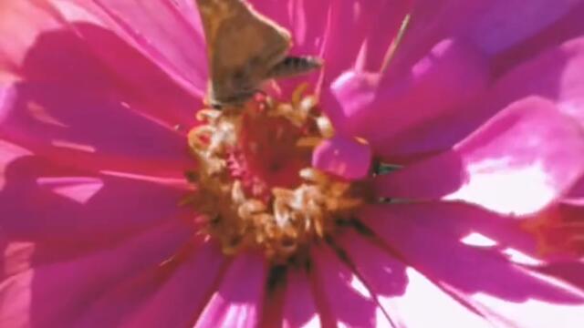 Lil Nas X Industry Baby #nasx #harlow  #vevo