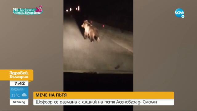 Как да реагираме, ако случайно срещнем мечка - Здравей, България (17.09.2021)