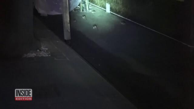 Are Packs of Rats Taking Over Outdoor Dining Huts at Night?